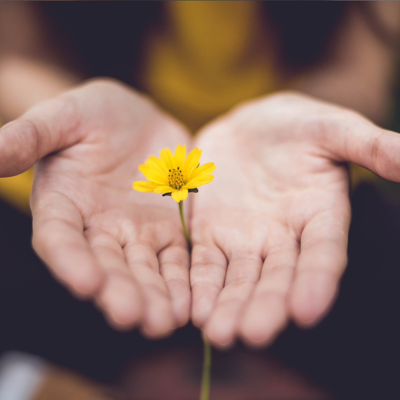 Hands offering small yellow flower depicting Disordered Eating