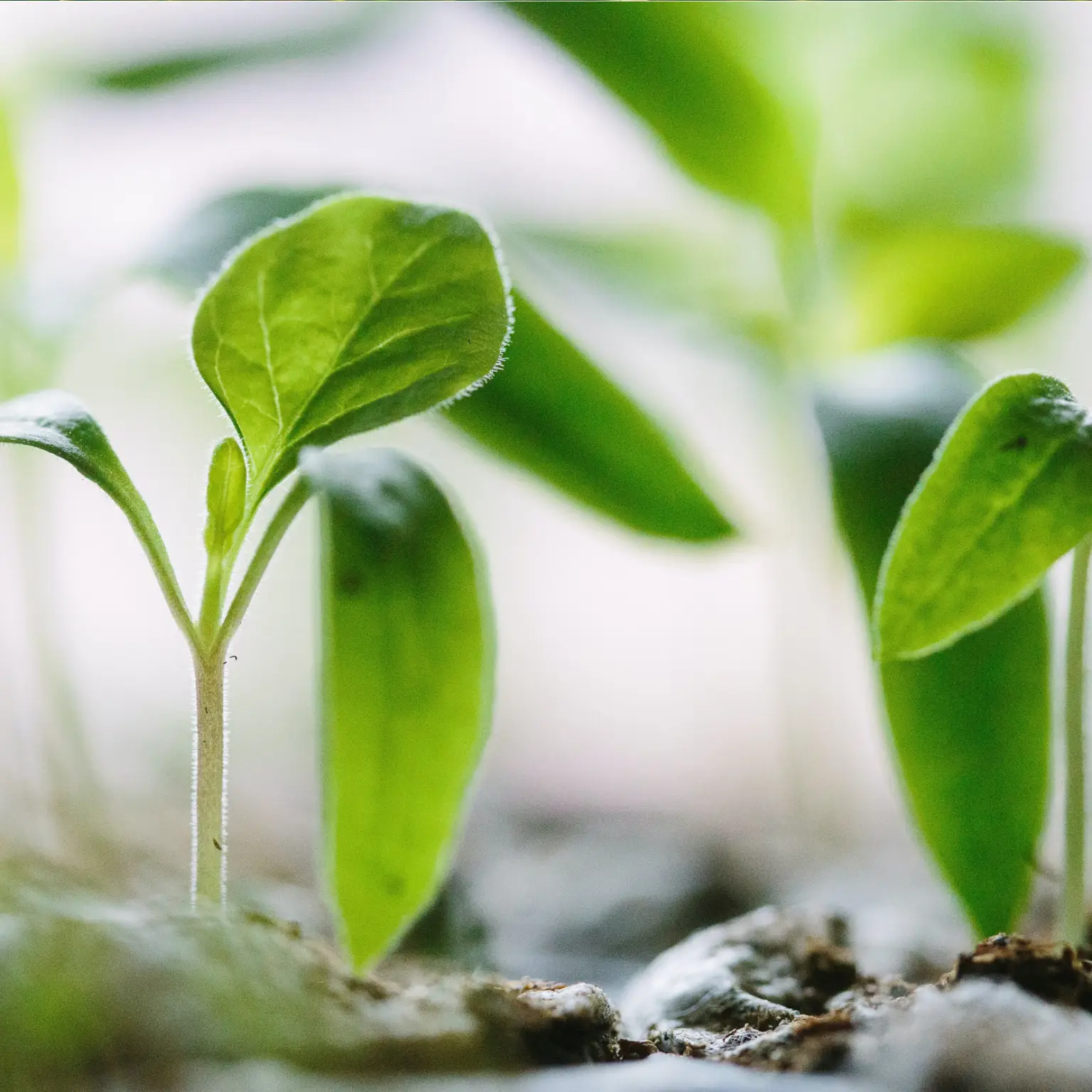 Green Plant depicting Disordered Eating