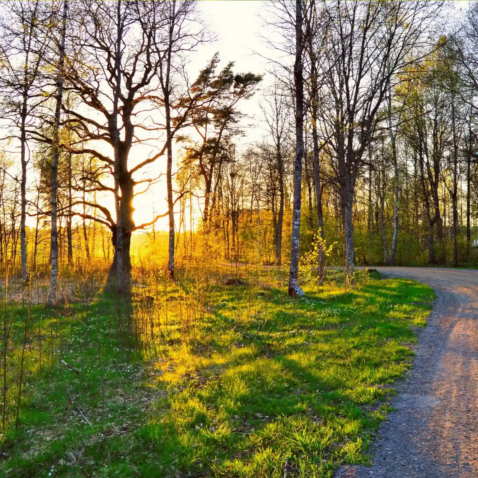 Pathway with trees and light depicting Disordered Eating