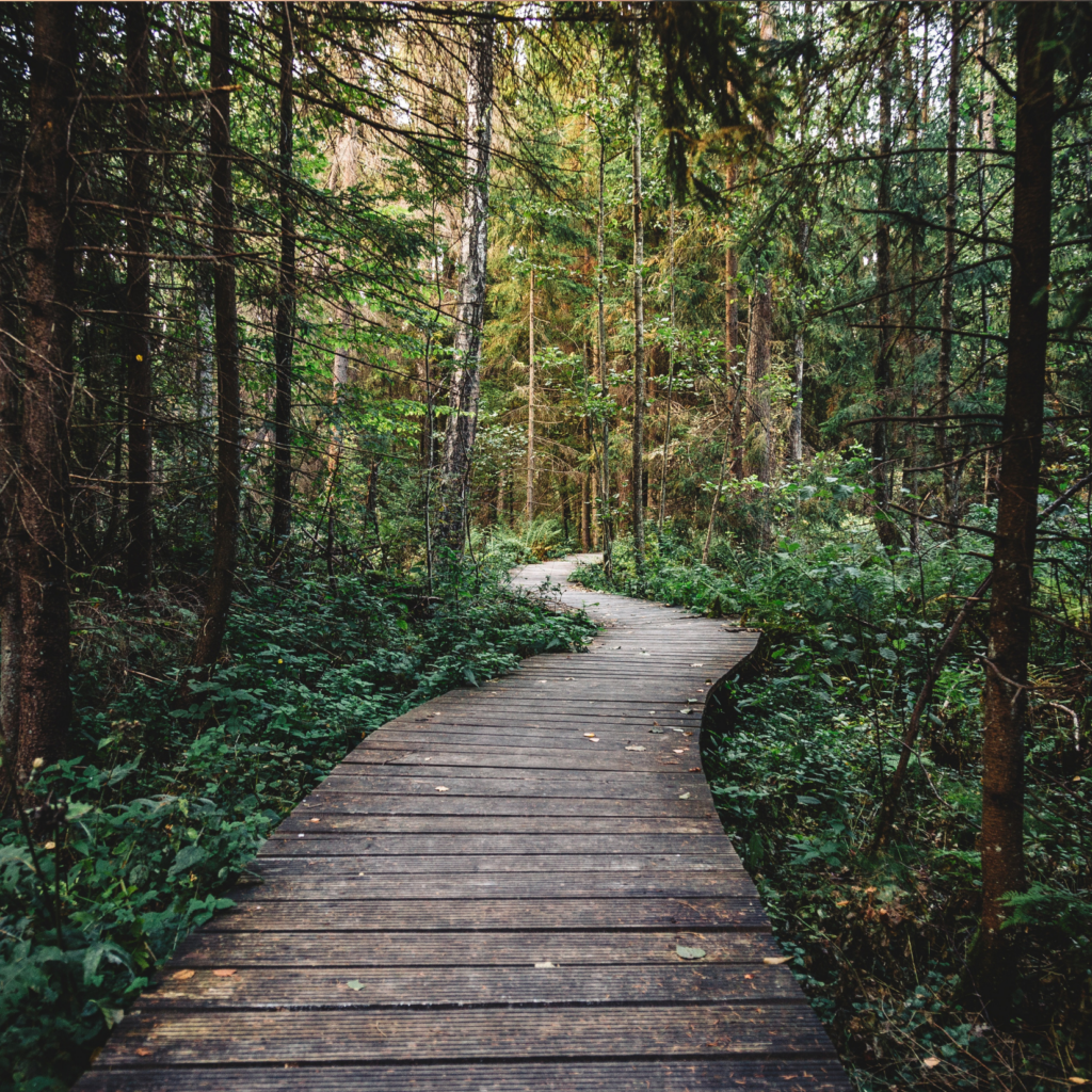 Winding wood path in a forested area