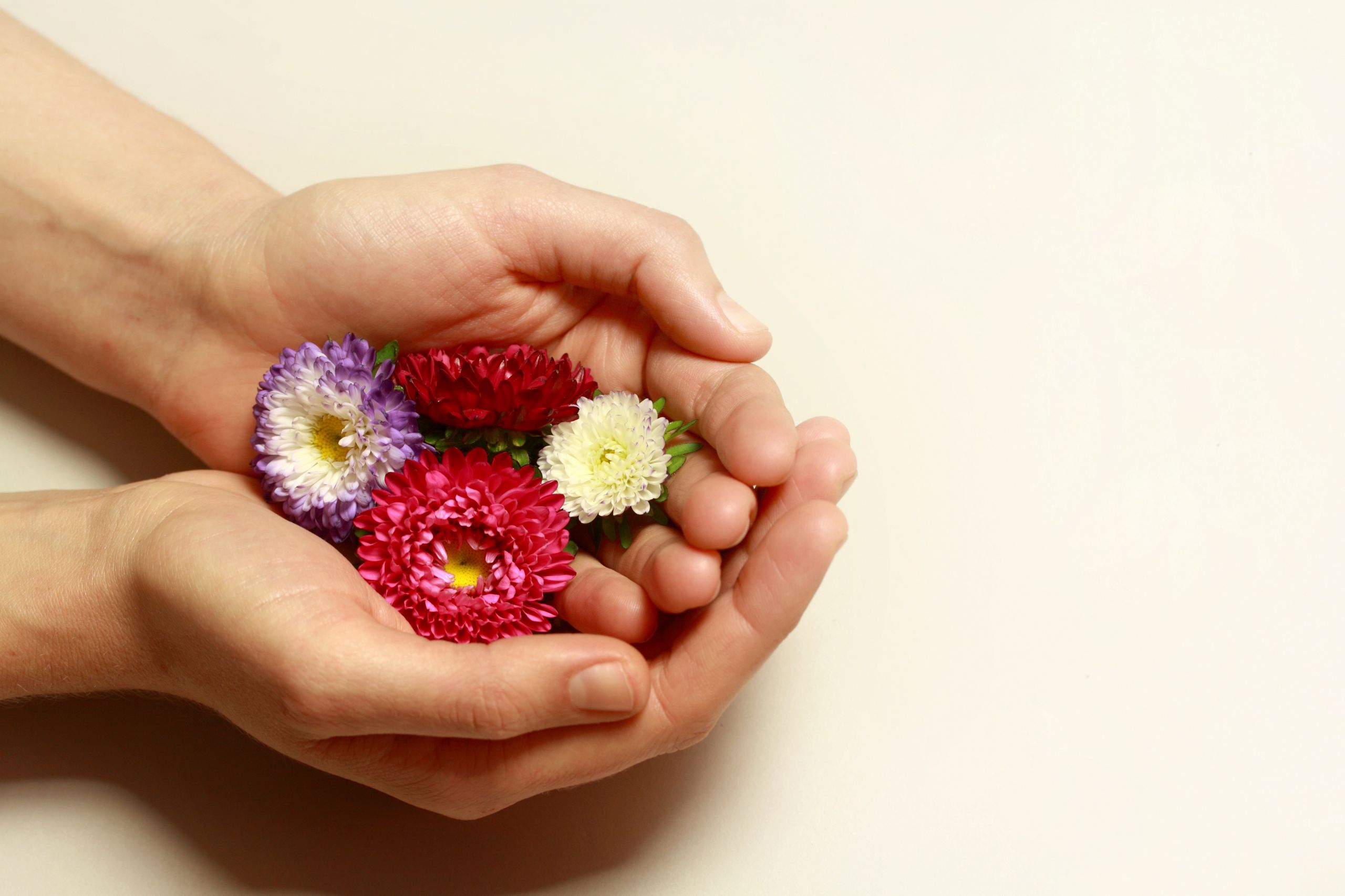 Close-up of hands gently cradling vibrant chrysanthemum flowers against a soft background.
